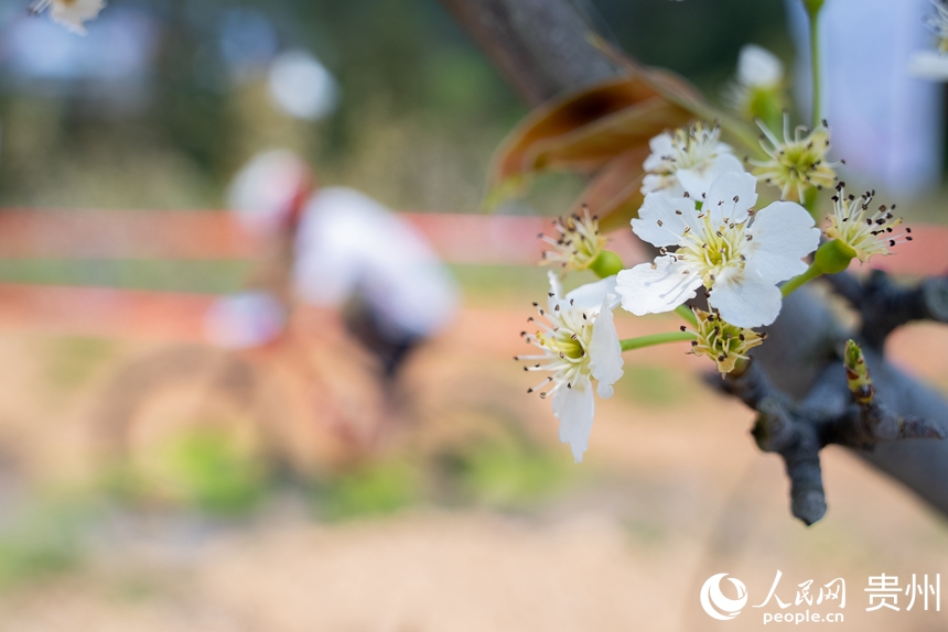 7 賽道兩旁盛開的梨花。人民網記者 涂敏 攝