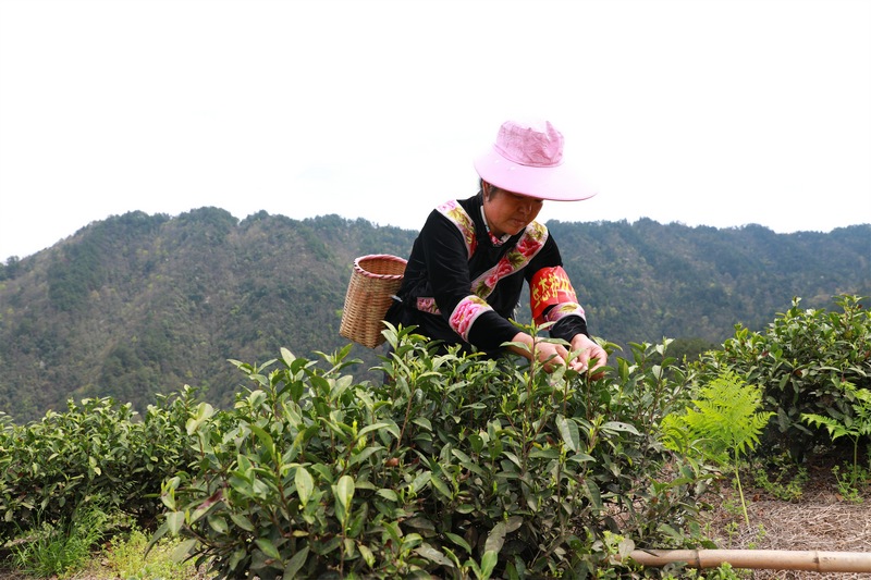 采茶工人正在采茶。