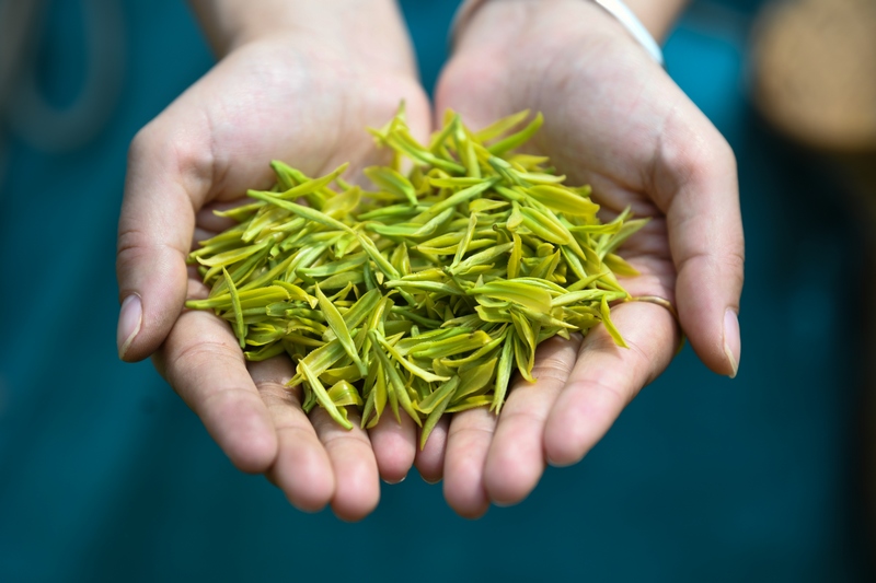 黃平云霧山400余畝 “黃金芽”開采。