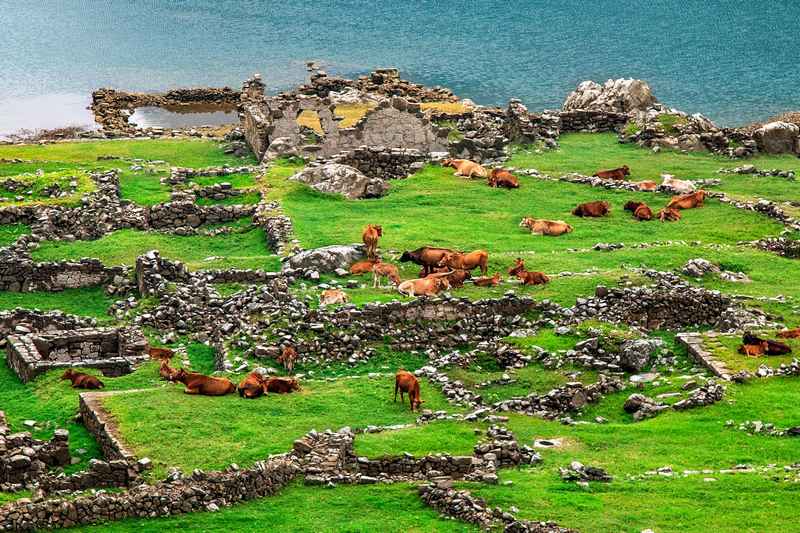 悠閑覓食的牛群。黔西市融媒體中心供圖
