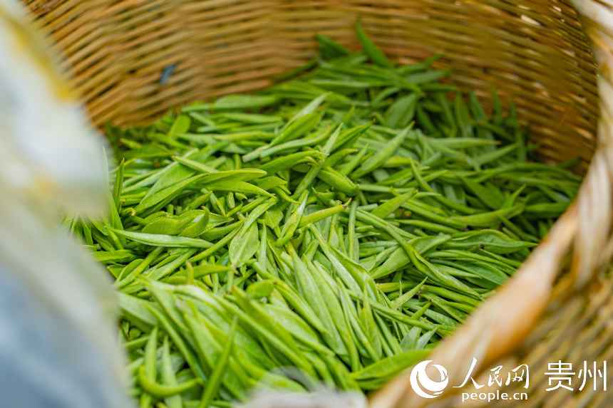 茶青當日就會送到茶廠進行加工。人民網 陽茜攝