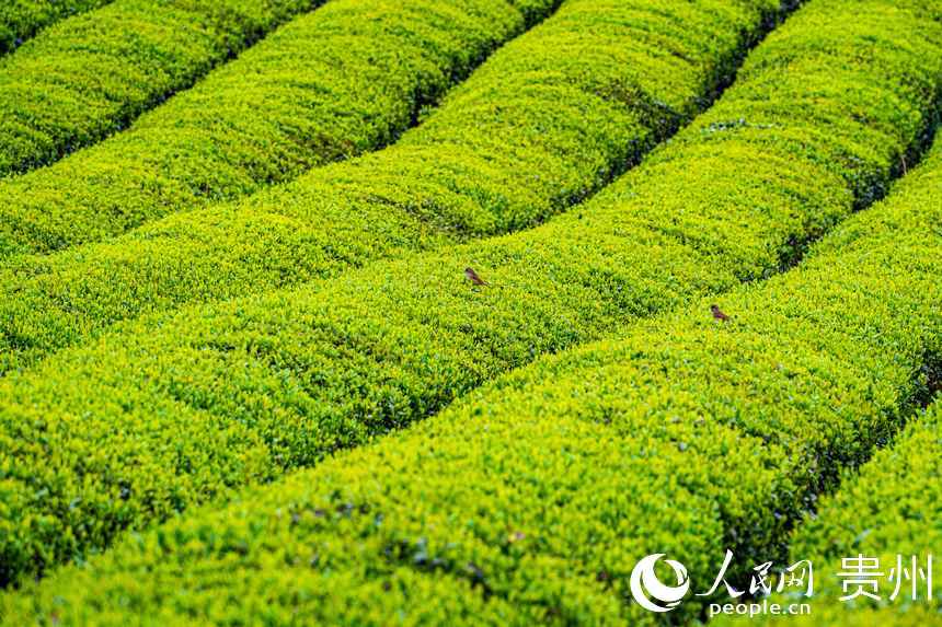 一排排碧綠色的茶樹整齊排列。人民網 陽茜攝