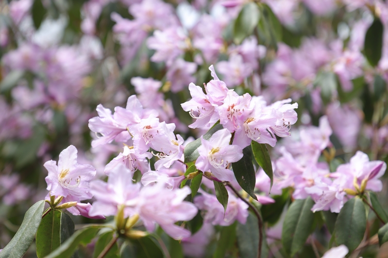 梵凈山萬畝杜鵑花盛開。