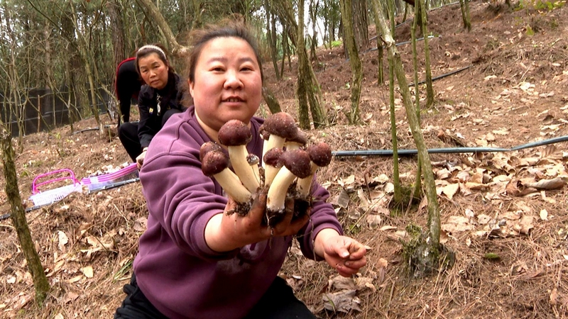 在這務工的村民們手提籃筐穿梭其中，有條不紊地采摘、分揀、裝車。李云 攝