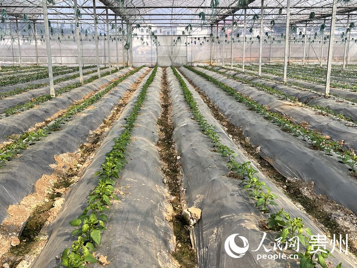 貴陽市臨江村高標準蔬菜保供基地內蔬菜長勢良好。人民網 陳潔泉攝
