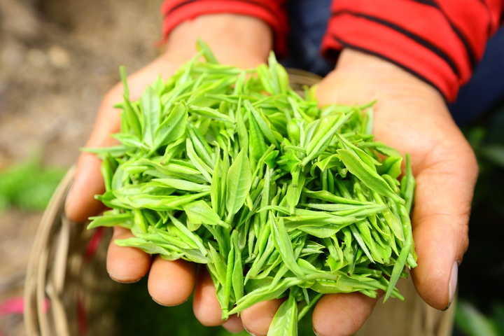 村民在展示剛采收的白茶。