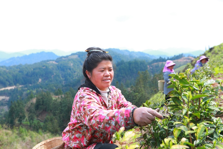 村民在采摘白茶。