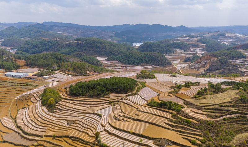 春耕時節，赫章縣鐵匠苗族鄉積極組織引導動員種糧大戶和烤煙種植大戶，充分調動群眾春耕生產積極性，全力抓好春耕生產。這是該鄉種植的地膜玉米。李學友攝