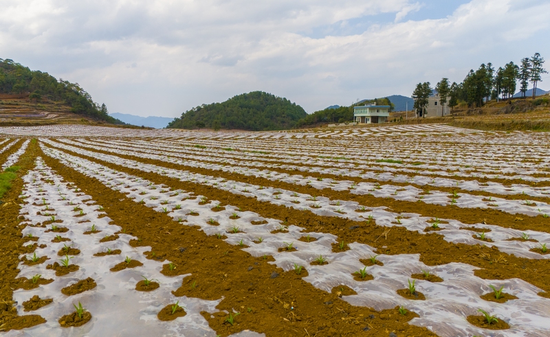 春耕時節，赫章縣鐵匠苗族鄉積極組織引導動員種糧大戶和烤煙種植大戶，充分調動群眾春耕生產積極性，全力抓好春耕生產。這是該鄉沿海村破土而出的地膜玉米。李學友攝