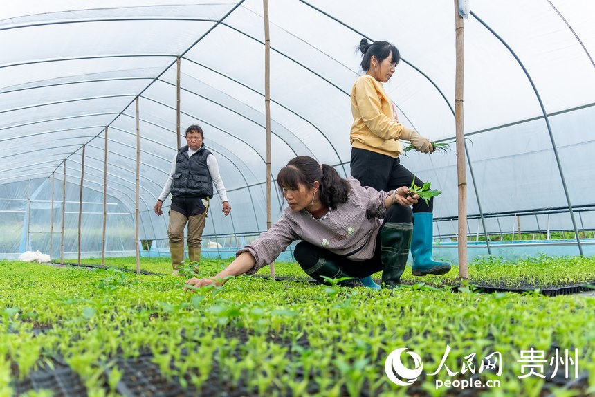 村民拔除辣椒幼苗間的雜草。人民網記者 涂敏攝