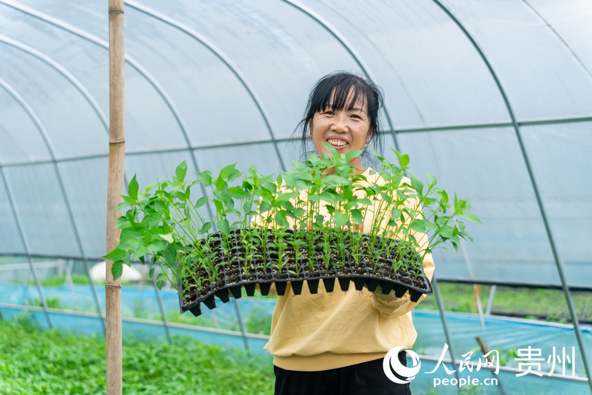 村民展示大棚內培育的辣椒幼苗。人民網記者 涂敏攝