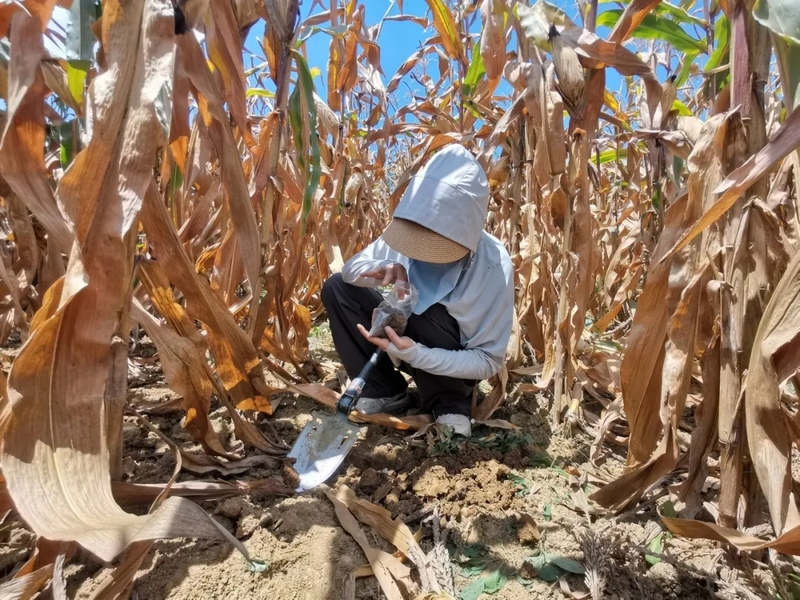 羅松平在工作中。