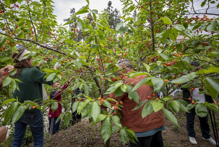 采摘櫻桃。