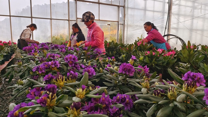 工人們正在打理杜鵑花。