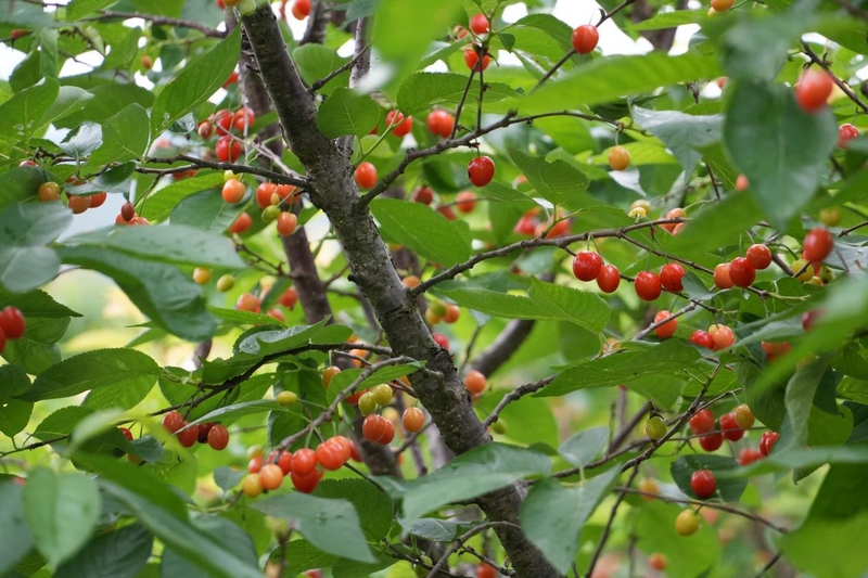 思南瑪瑙紅櫻桃成熟了。