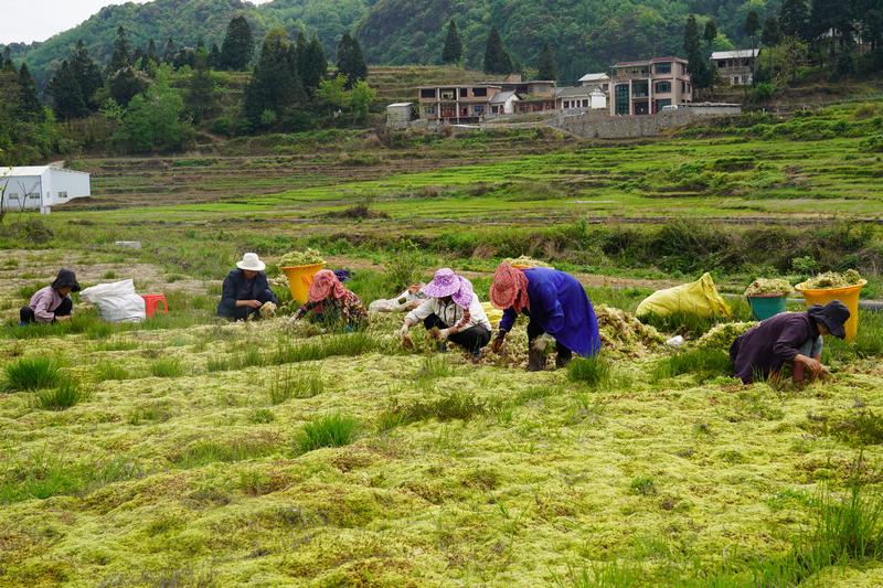 2024年4月22日，貴州省納雍縣張家灣鎮白勒村200多畝?；ㄘS收，村民正在田間地頭搶收?；?。高毅攝