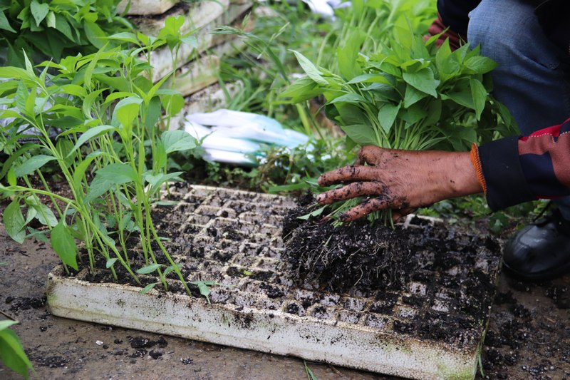 農戶正在領取辣椒苗。