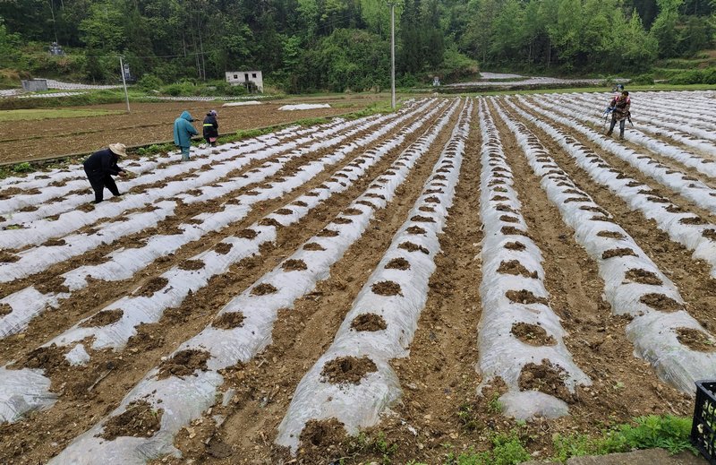 沿河“黃金葉”全面移栽。