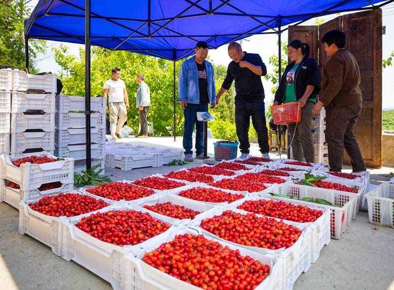湖北櫻桃收購商在赫章收購櫻桃。李學友攝