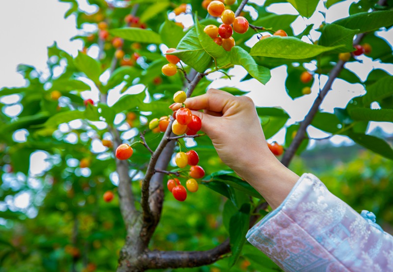 游客在赫章六曲河鎮采摘櫻桃。李學友攝