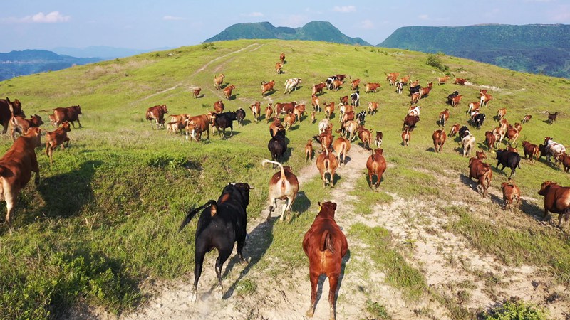 貴州黃平牛。