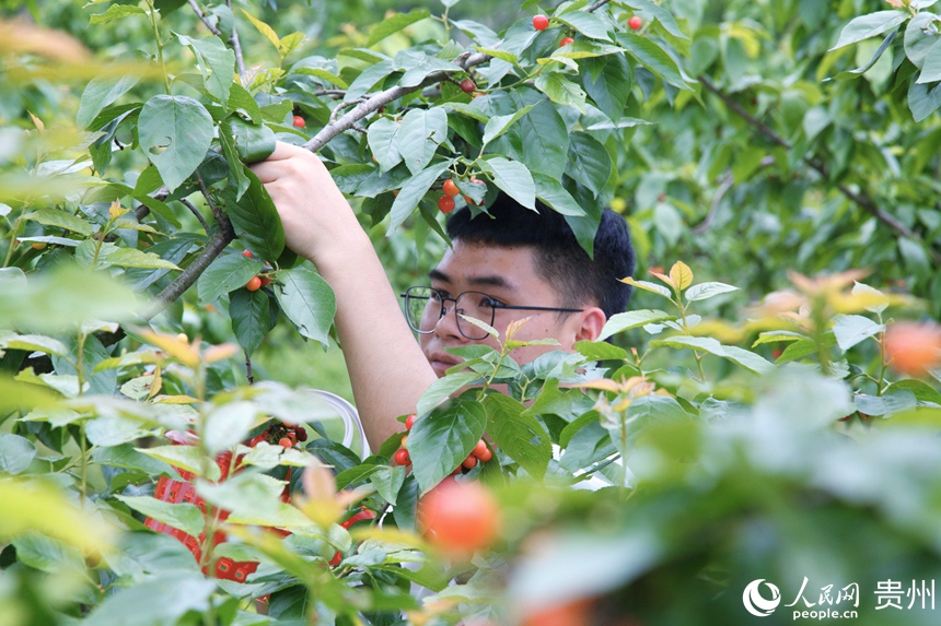 市民游客體驗采摘櫻桃。人民網 龍章榆攝