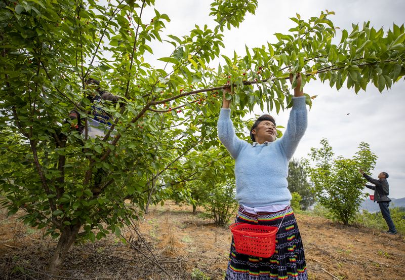初夏時節，赫章縣六曲河鎮晚熟瑪瑙紅大櫻桃陸續成熟，進入采摘期。這是村民采摘櫻桃。  李學友攝.jpg