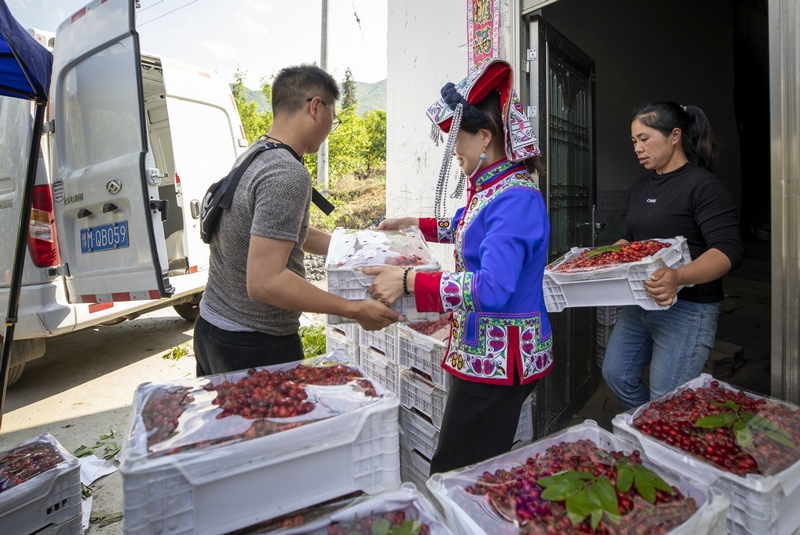 初夏時節，赫章縣六曲河鎮晚熟瑪瑙紅大櫻桃陸續成熟，進入采摘期。這是村民幫收購商裝載晚熟大櫻桃。李學友攝