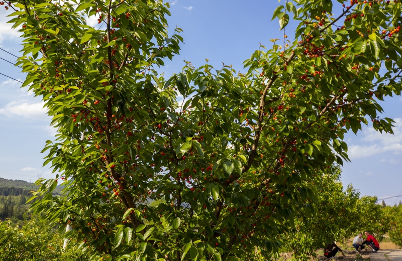 赫章縣六曲河鎮進入采摘期的晚熟瑪瑙紅大櫻桃。李學友攝