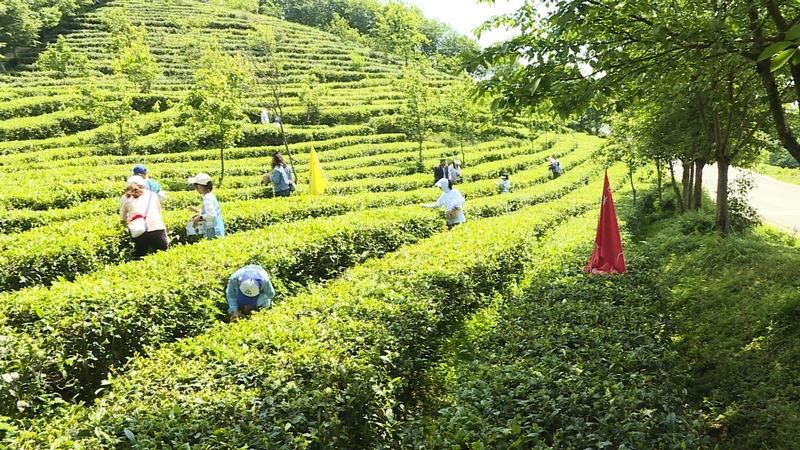 孩子們體驗采茶之樂