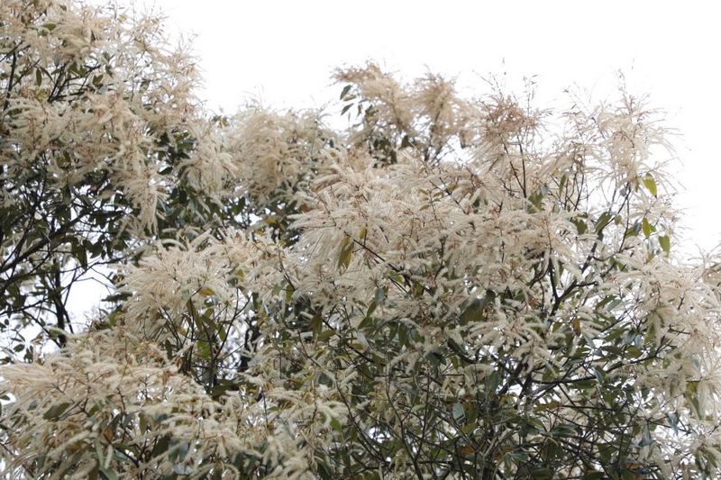 貴州石阡佛頂山國家級自然保護區栲樹花爭相綻放。