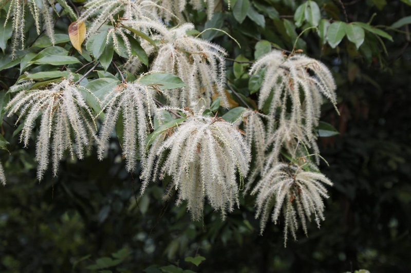 貴州石阡佛頂山國家級自然保護區栲樹花爭相綻放。