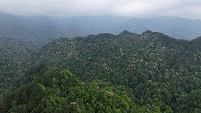 貴州石阡佛頂山國家級自然保護區栲樹花爭相綻放。