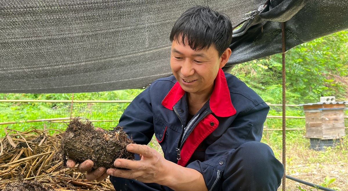 仁懷太陽村：天麻零代種育出“好錢景”