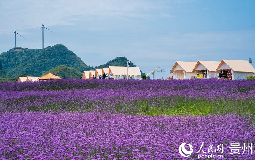 300余畝馬鞭草綻放。人民網 陽茜攝