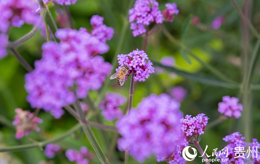 馬鞭草花期將持續兩個月左右。人民網 陽茜攝