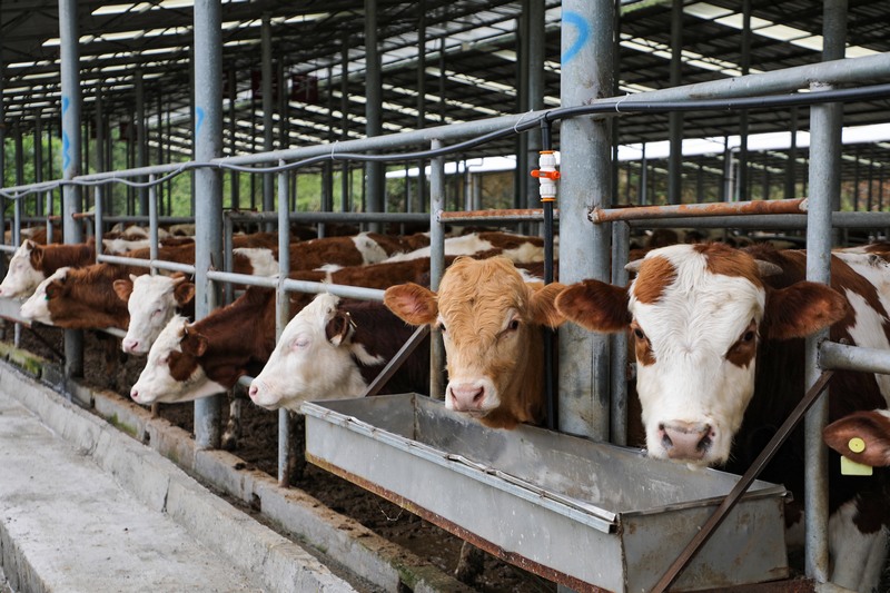 牛犢超市里的牛。