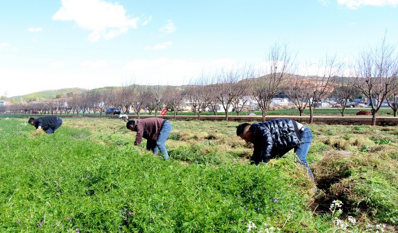 收割綠肥。陳偉攝