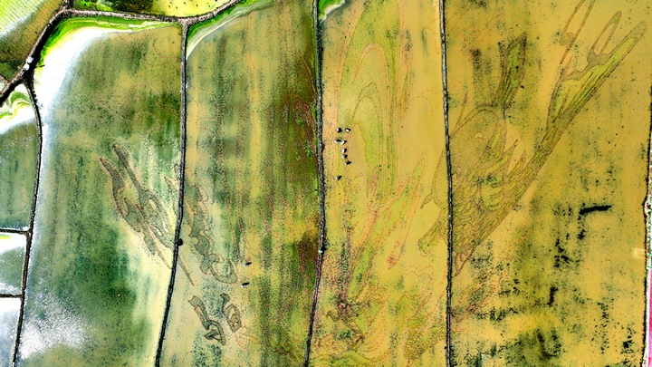 昊禹?稻花鄉里。