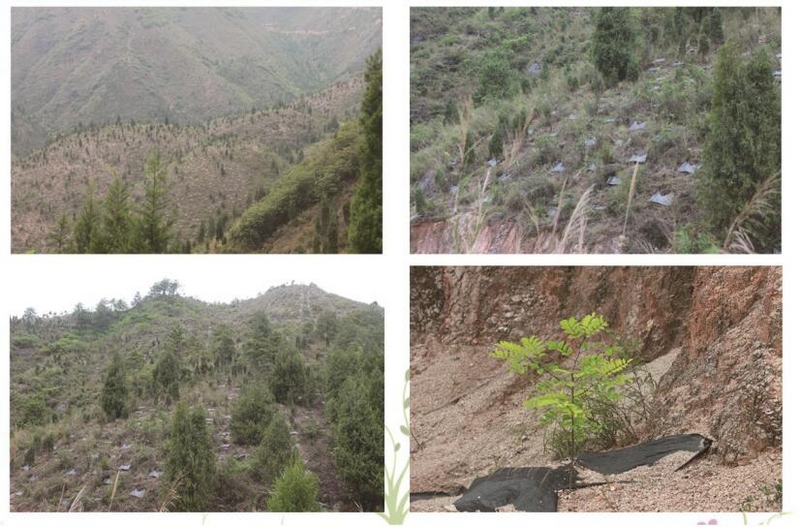 4黃平縣巖門司村退化林修復項目實施后。