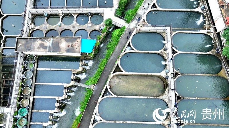 2、航拍貴州省水產研究所鱘魚養殖試驗示范基地。人民網 陽茜攝