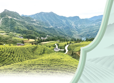 貴州沿河縣中寨鎮志強村“白葉一號”茶園。本報記者 程 煥攝