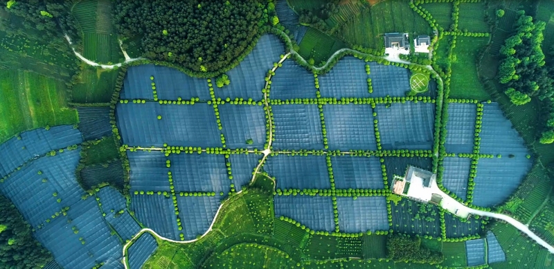 抹茶全產業鏈發展助力鄉村振興。