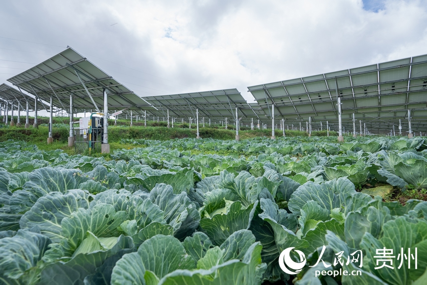 光伏板下種植的蔬菜。人民網記者 涂敏攝