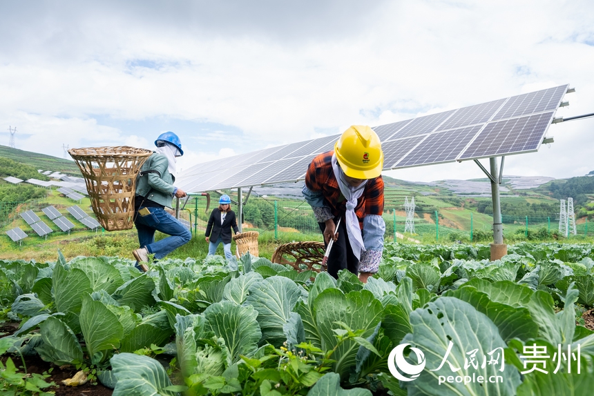 村民正在采收光伏板下種植的蔬菜。人民網記者 涂敏攝