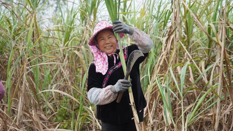 雷山輸送到廣東砍甘蔗的群眾。