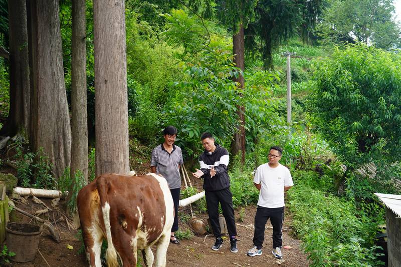 技術人員到昆寨鄉金珠村向養牛戶宣傳養牛知識。