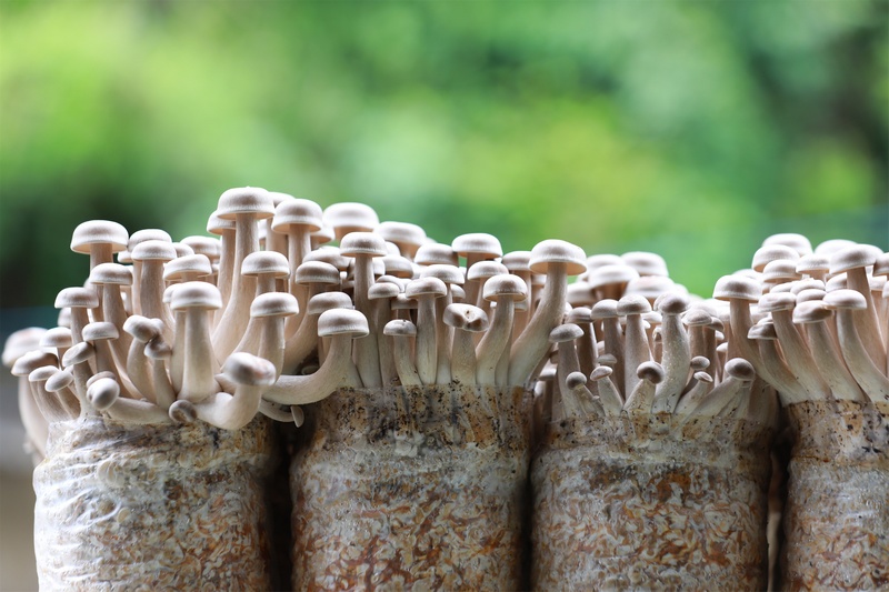 企業培育的鹿茸菇長勢良好。