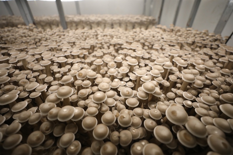 企業培育的鹿茸菇長勢良好。