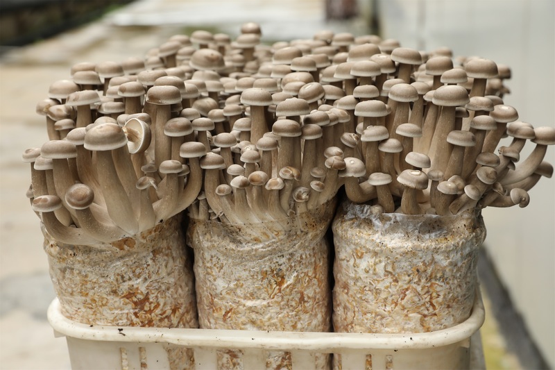 企業培育的鹿茸菇長勢良好。